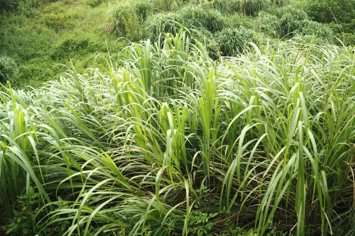 Rumput Sereh Wangi