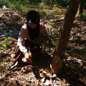 Kebun petani Indonesia
