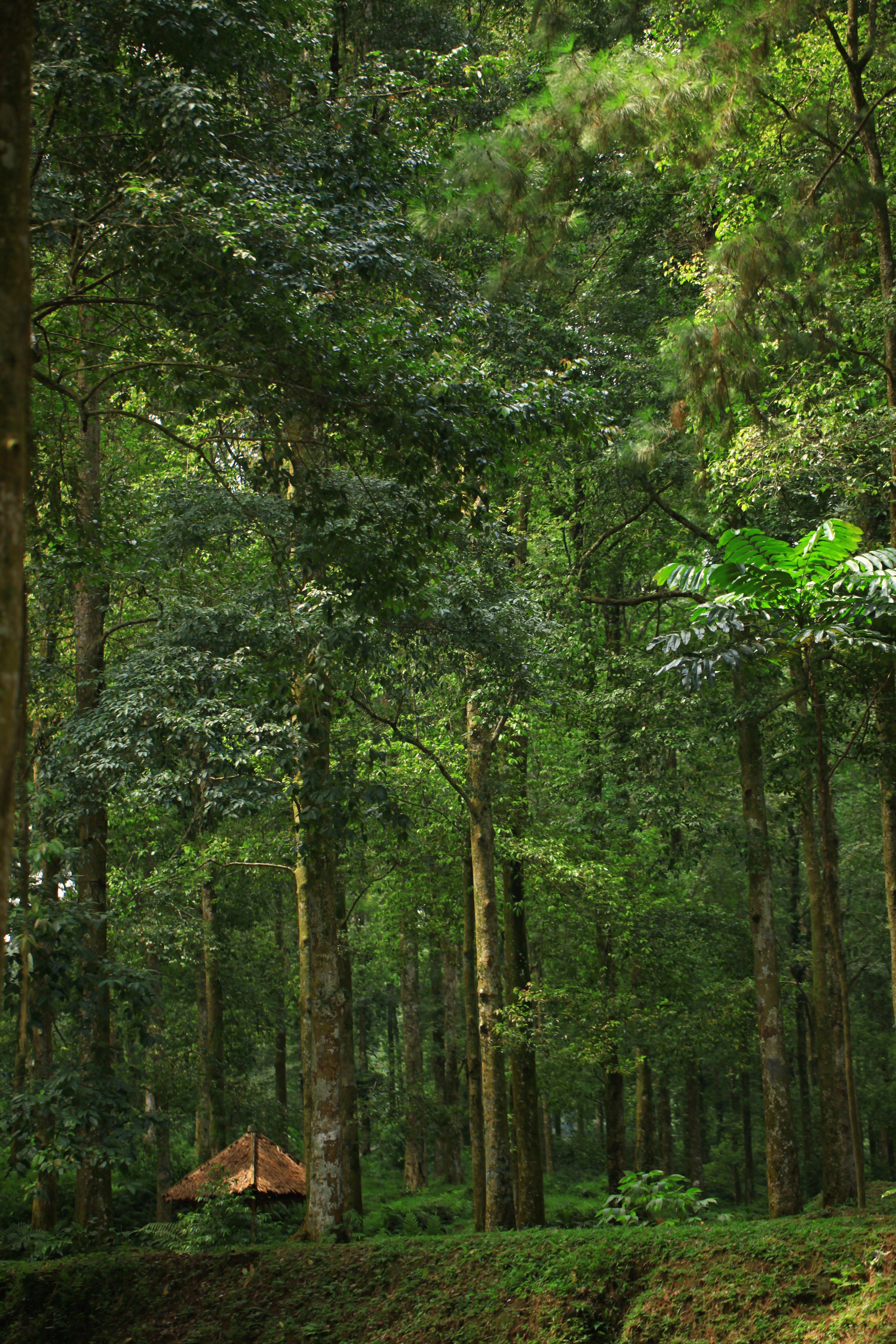 Hutan dan kebun di Indonesia — wilayah sourcing GOC
