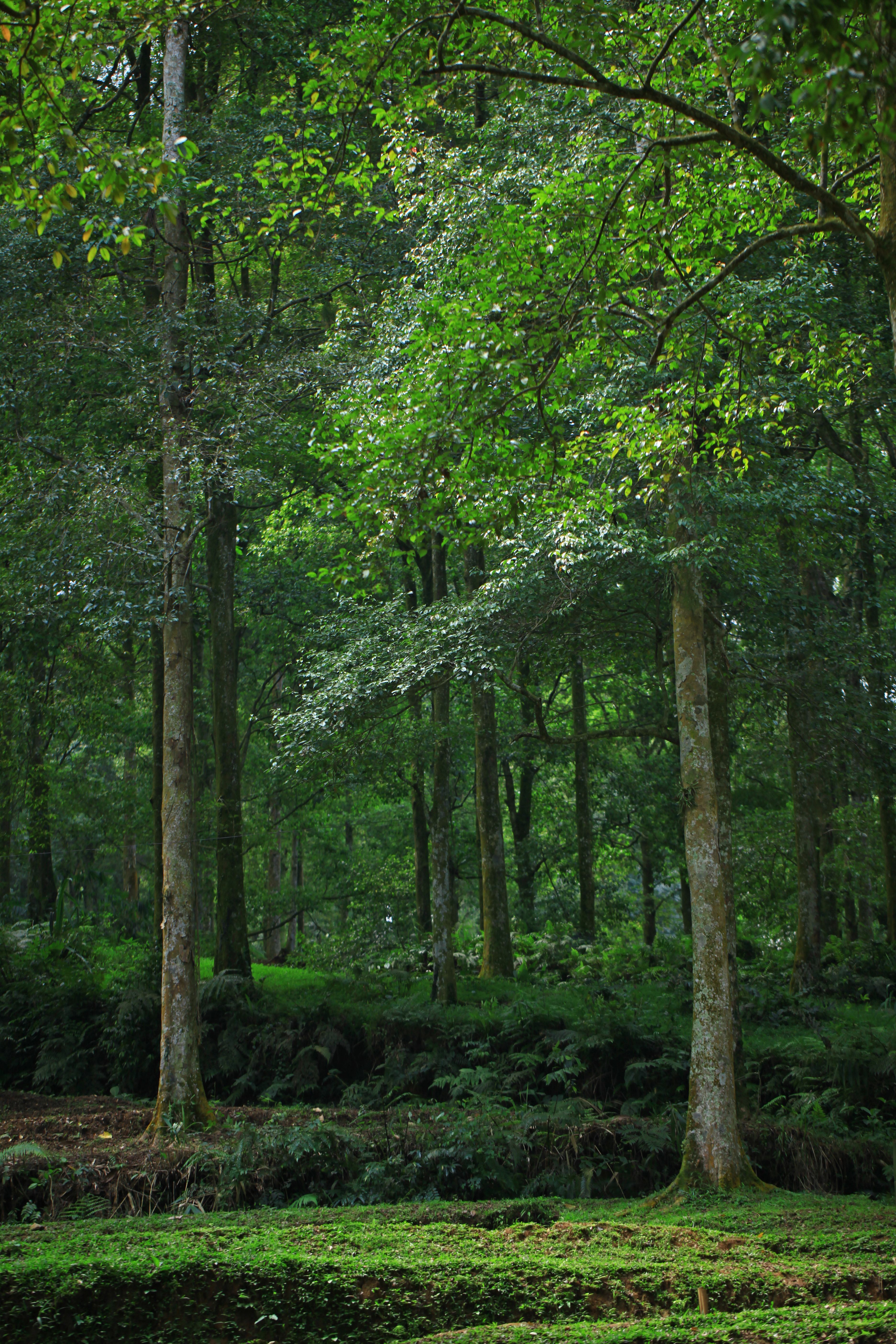 Forest Canopy