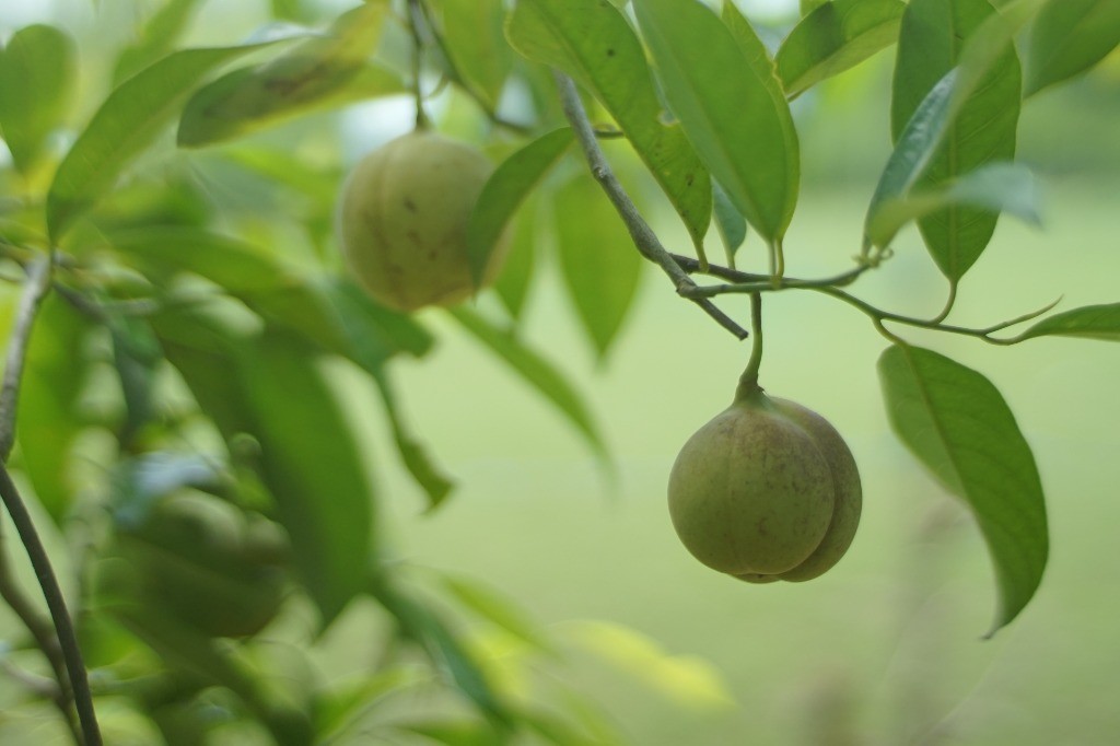 Nutmeg growing on its branch