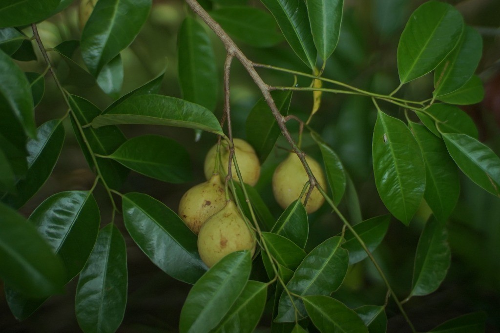 Buah pala matang