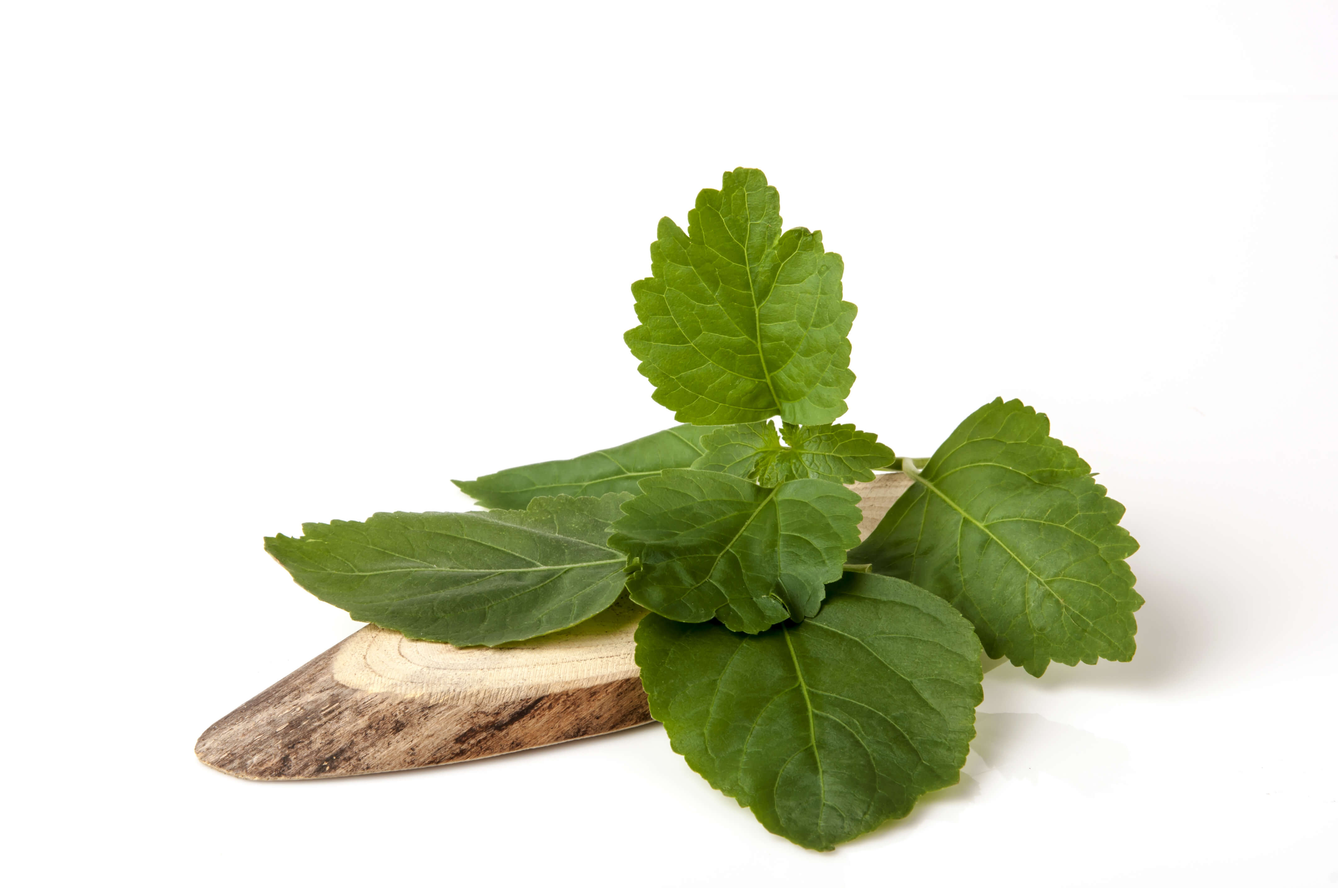 Daun nilam segar